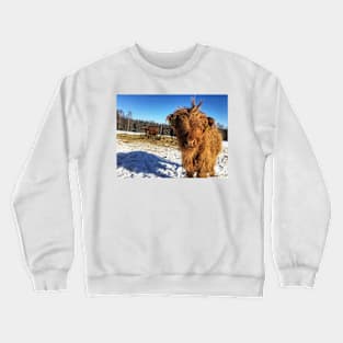 Scottish Highland Cattle Calf 1931 Crewneck Sweatshirt